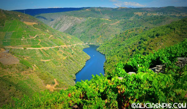 vinedos_ribeira-sacra_doade_rio_sil